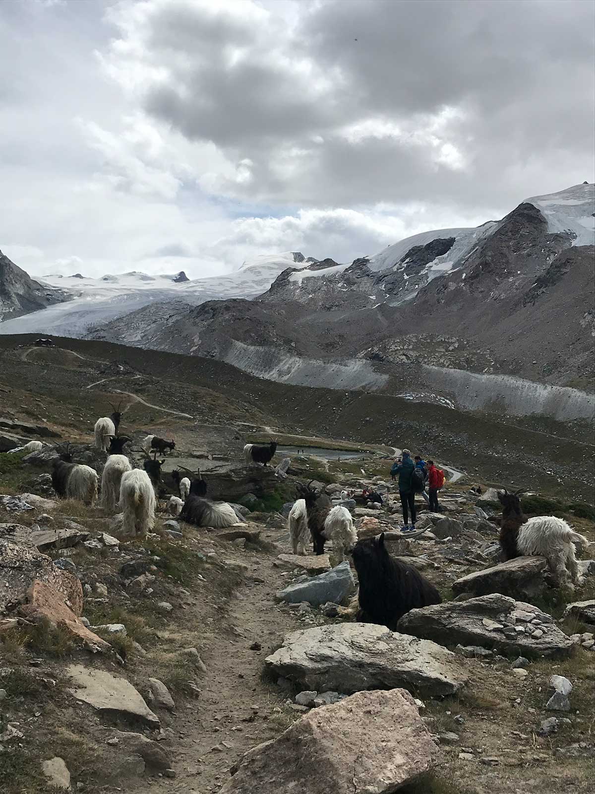 walkers path zermatt glacier goats wandering on tracks