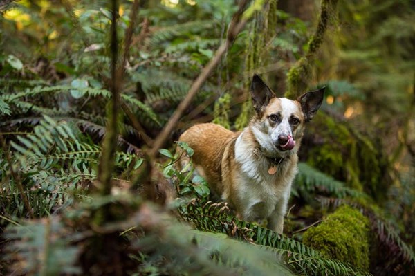 gratuitous adorable trail dog