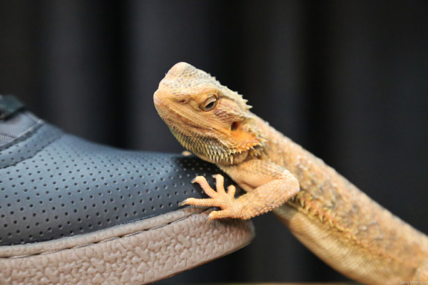 DZR Bearded Dragon