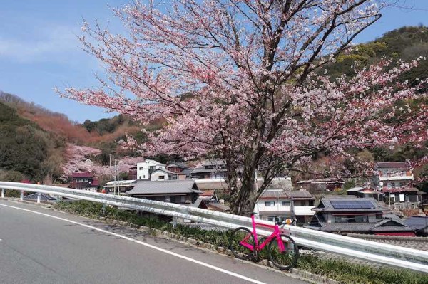 bikerumor pic of the day spring has sprung in japan. Bike ride among the cherry trees