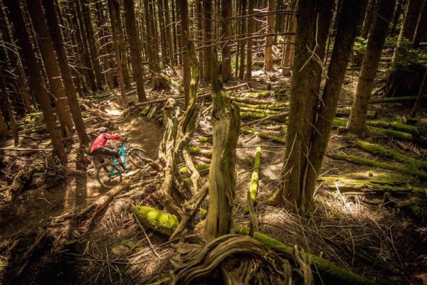 bikerumor pic of the day My name is Chris McFarland and I am a photographer from Seattle. I have a picture here that might make a good photo of the day. I took this at the summit of Tiger mountain This trail is just outside of Issaquah Washington.
