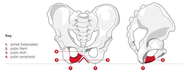 pelvic-bone-diagram-bicycle-saddle-contact-points