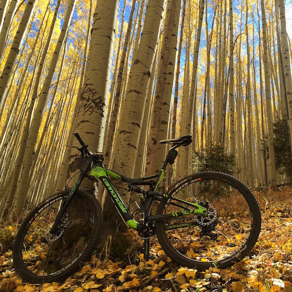 bikerumor pic of the day Aspen grove on the South Boundary Trail