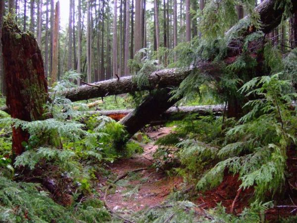 bikerumor pic of the day vancouver bc bike path clearing after tree fall