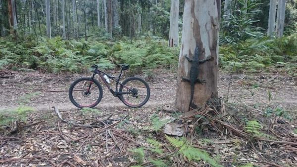 bikerumor pic of the day new south wales australia, blue gum swamp winmalee