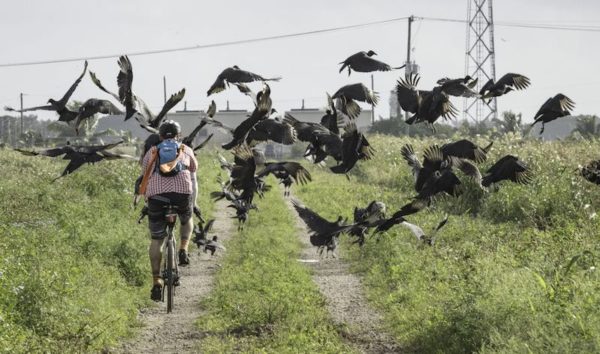 bikerumor pic of the day vultures bike ride in the florida everglades