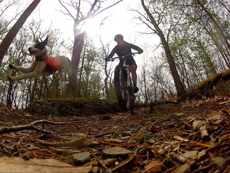 bikerumor pic of the day Phoebe flying dog at Round Top Trails in Round Top NY.