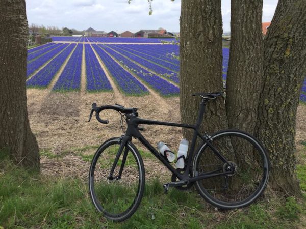 bikerumor pic of the day cycling by fields of purple tulips, Egmond, Holland