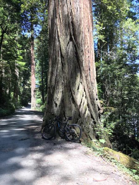 Bikerumor Pic Of The Day: A Ride In The Redwoods - Bikerumor