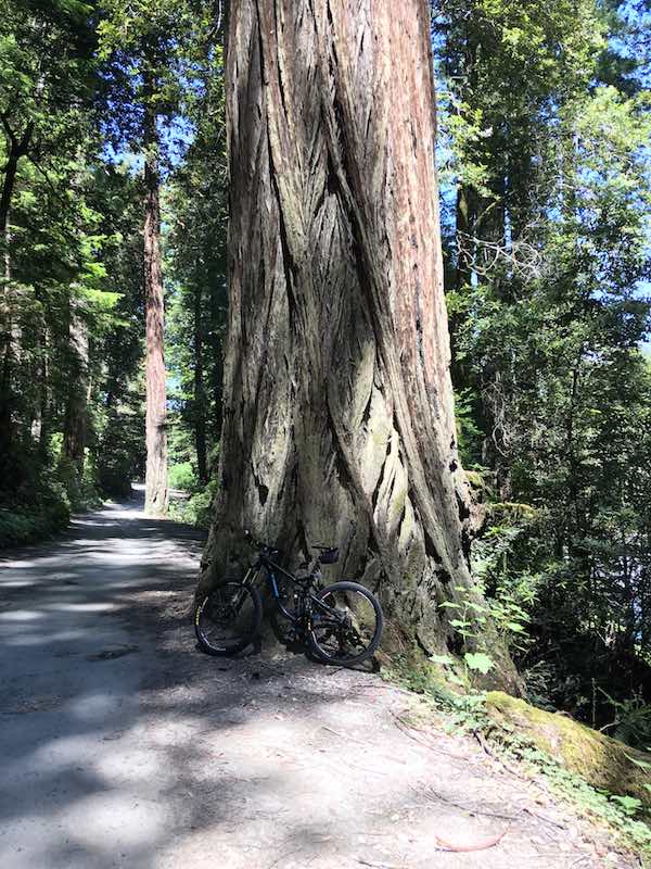 bikerumor pic of the day california redwoods.