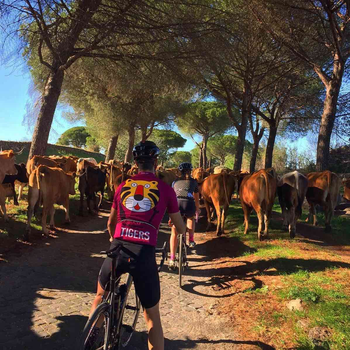 bikerumor pic of the day cycling A sunny day on the ancient Appian