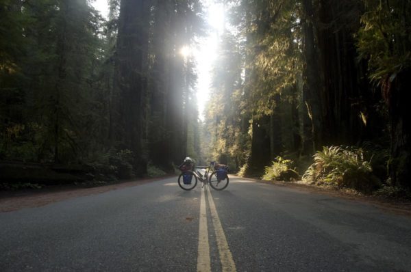 bikerumor pic of the day cycling through the redwoods on the Pacific Coast.