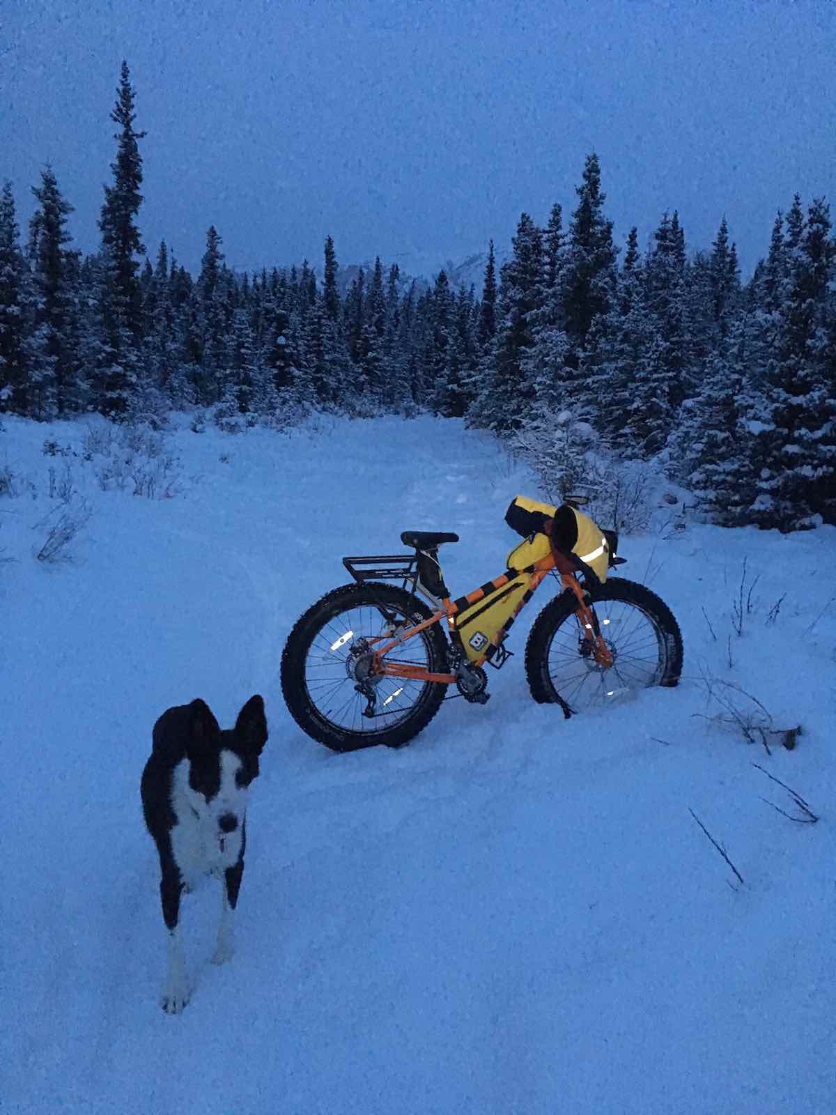 bikerumor pic of the day snow fat bike ride with trail dog