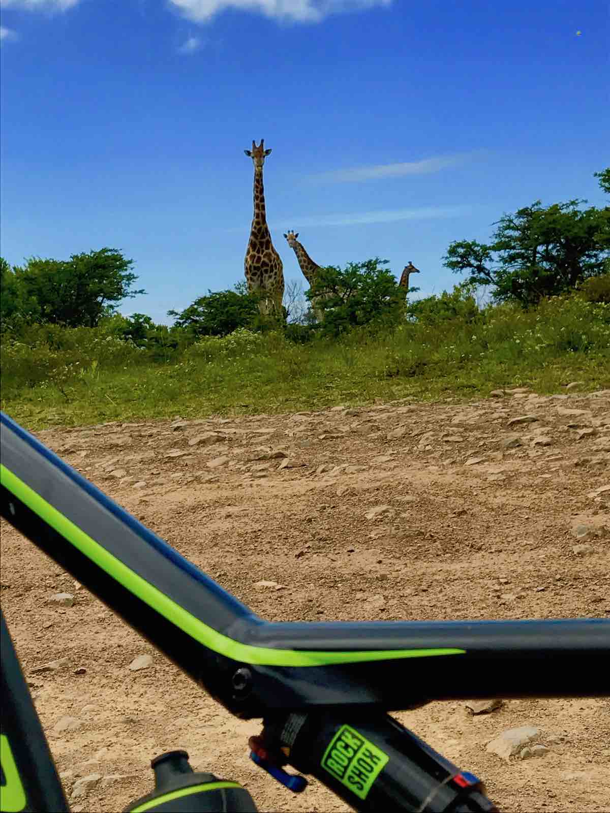 bikerumor pic of the day Eastern Cape province of South Africa. Cycling amidst giraffe.