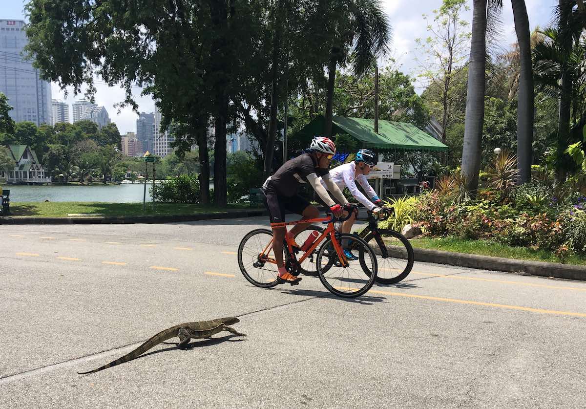 bikerumor pic of the day Today in Bangkok in Lumphini Park watch out for the lizard!