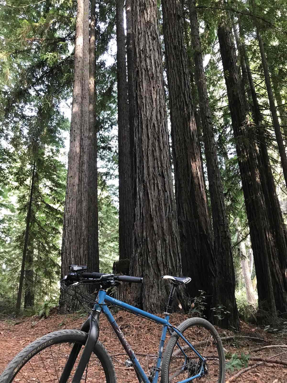 bikerumor pic of they day Waterfall Grove trail - deep in the heart of the Mendocino coastal mountains of Jackson State Demonstration Forest mountain bike ride.