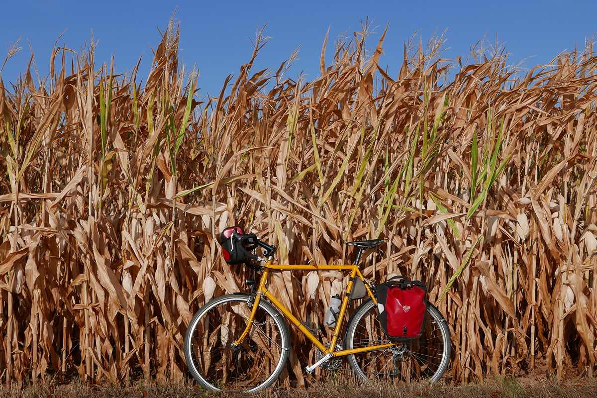 bikerumor pic of the day cycling near the corn fields in Kassel, Germany.