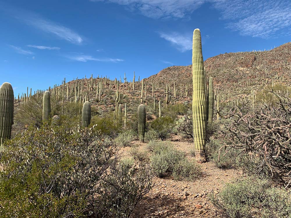 watch out for saguaro and cholla cactus in tucson arizona