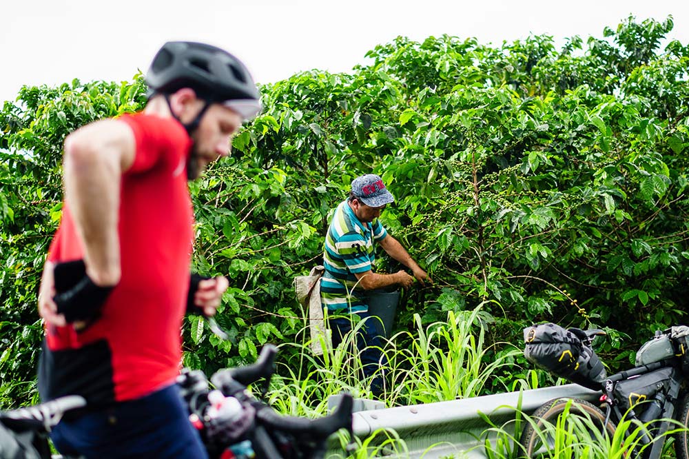 how to get a local cycling tour of coffee plantations in colombia