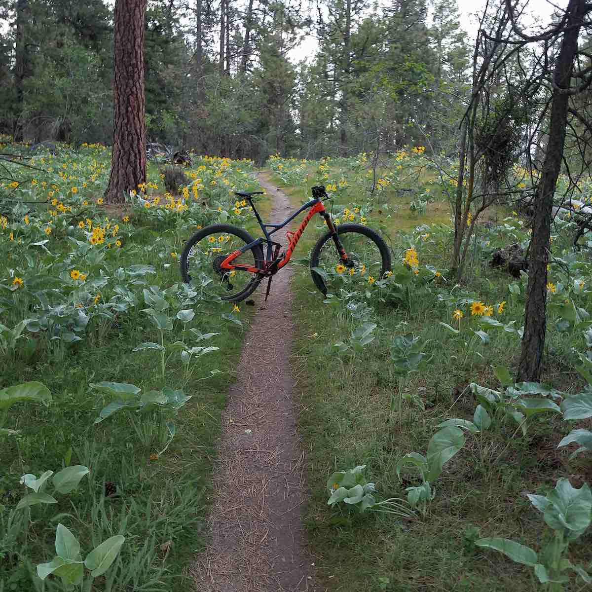 bikerumor pic of the day mountain biking on Beacon Hill Mountain Bike Park in Spokane, Washington on Middle Myth trail.