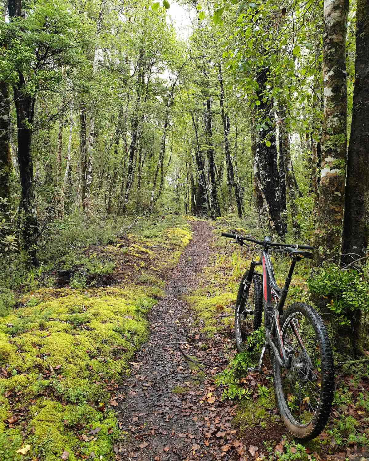 bikerumor pic of the day mountain biking near Reefton, New Zealand