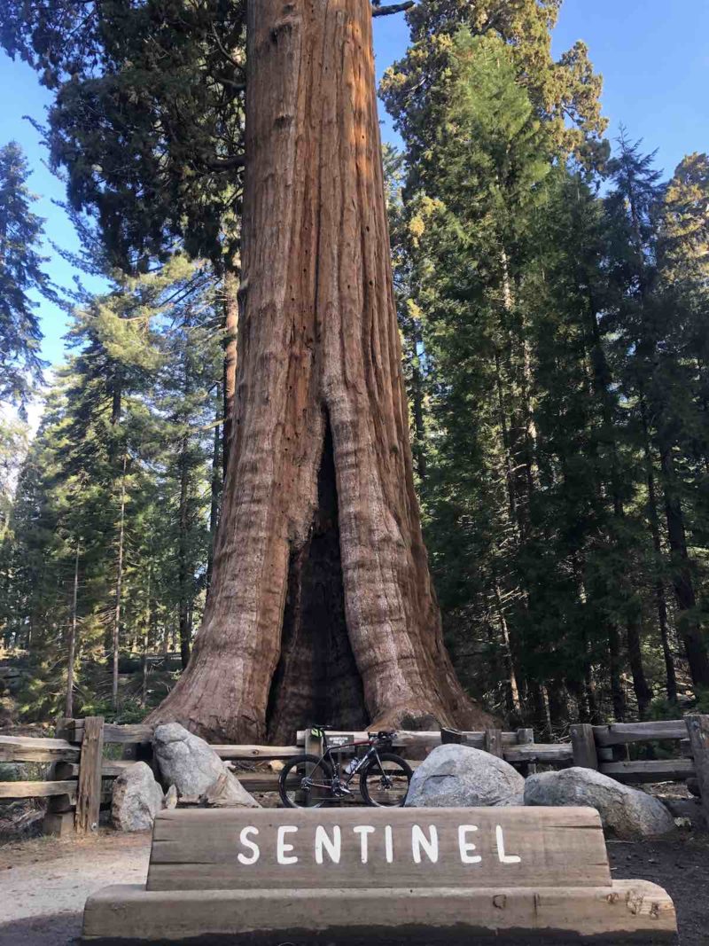 bikerumor pic of the day Sentinel Tree, Sequoia National Park, California.