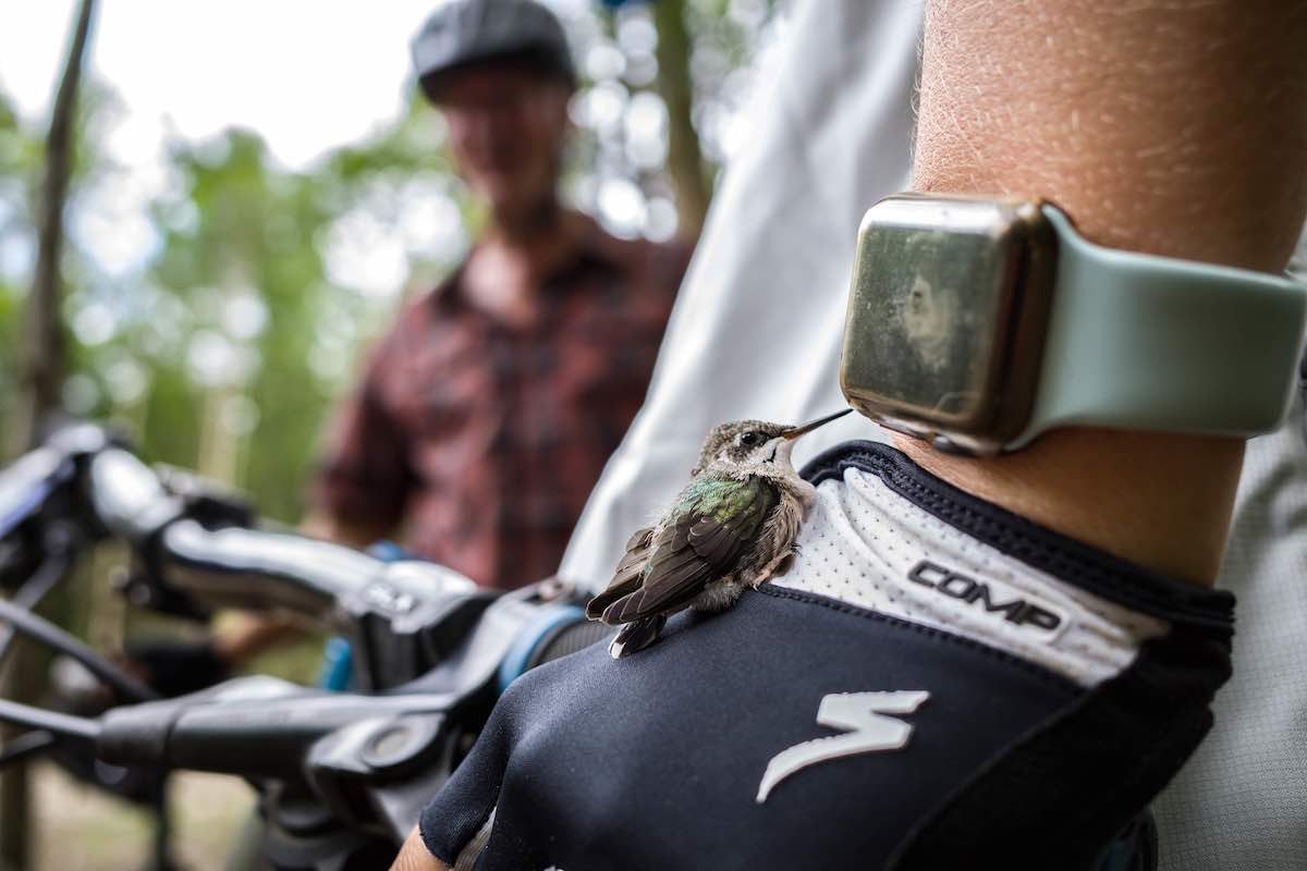 bikerumor pic of the day hummingbird on bike glove while mountain biking black bear trail in vermont