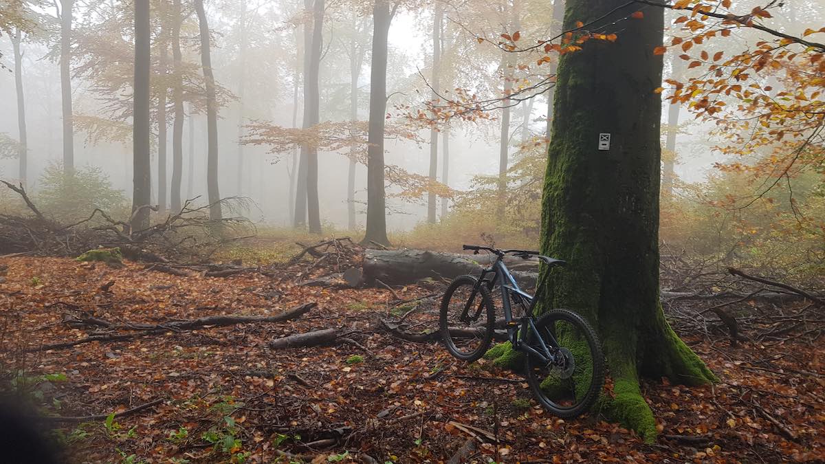 bikerumor pic of the day mountain bike leaning against large tree trunk in foggy woods with autumn leaves surrounding.