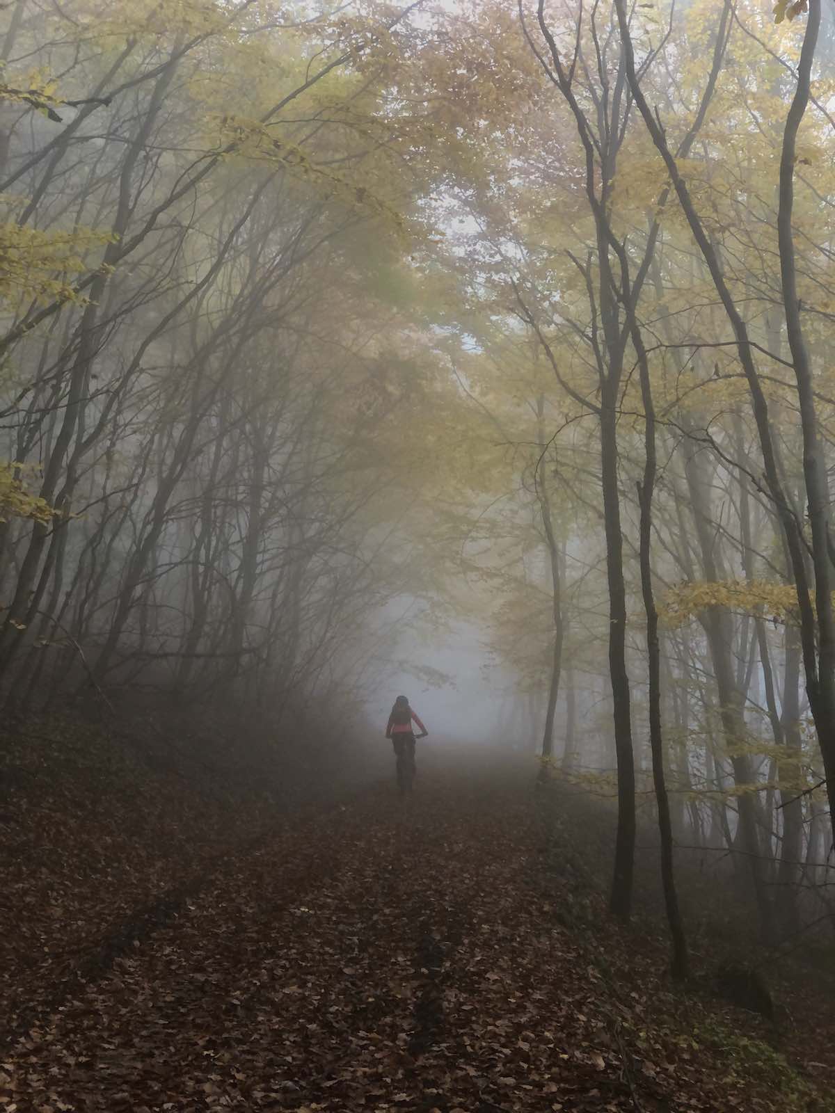 bikerumor pic of the day mountain bike rider riding down a trail covered in fallen leaves surrounded by trees with yellow autumn leaves in the fog.
