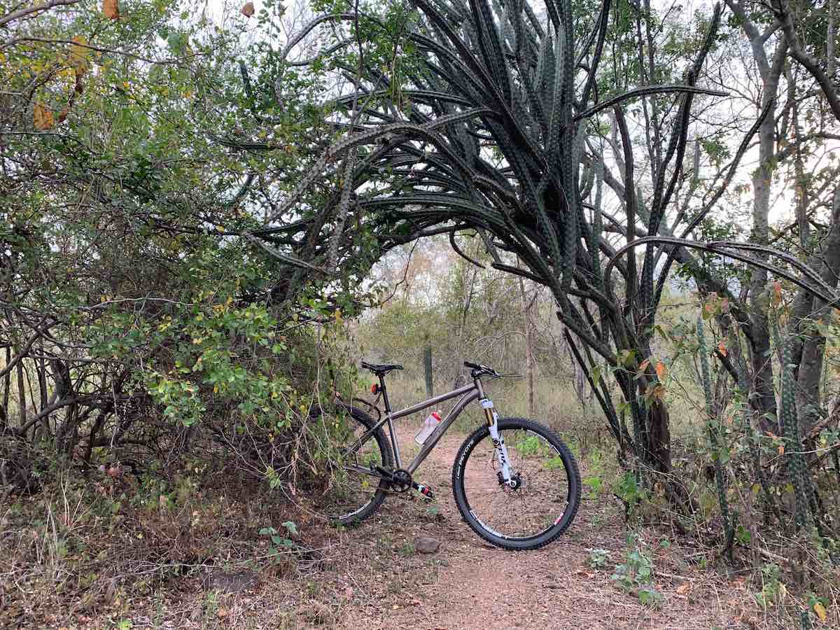 bikerumor pic of the day mountain biking in la Primavera bike park in Culiacán, Sinaloa, Mexico. Photo shows a bicycle in the middle of a dirt path sitting under a cactus plant that has grown over the trail like an arch.