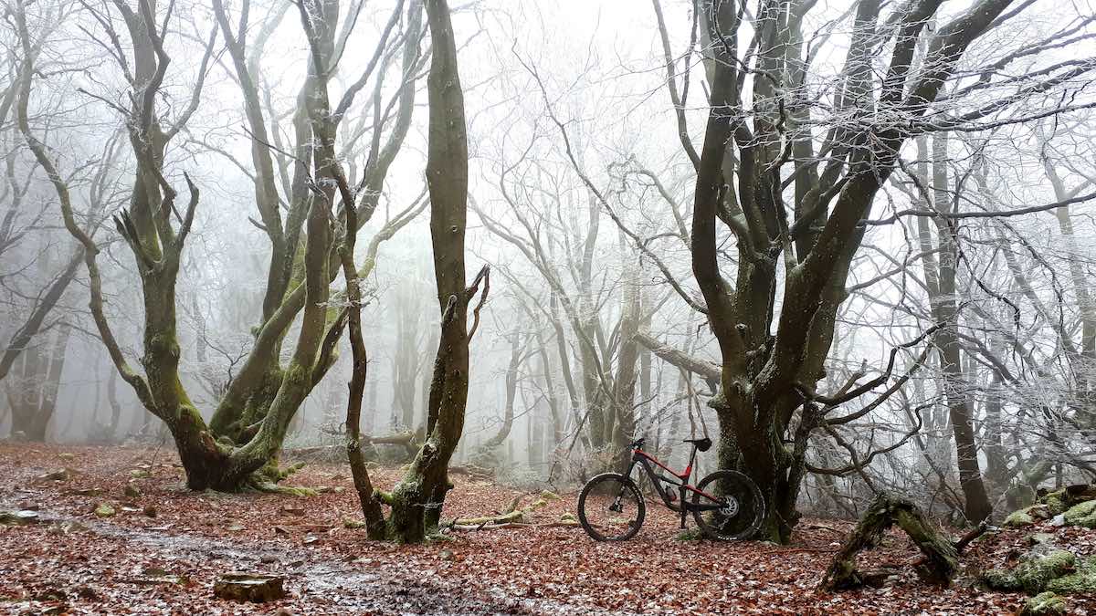 bikerumor pic of the day mountain biking in the taunus mountain range in hesse germany. bike sitting on fallen leaves, dark trees barren with a foggy atmosphere.