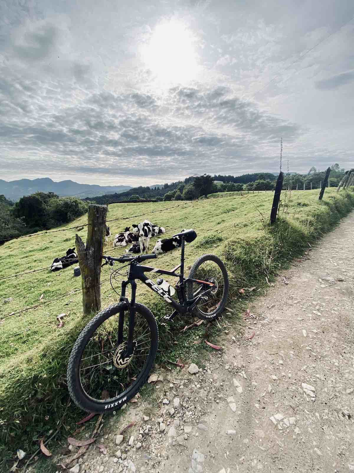 bikerumor pic of the day felt mountain bike leaning up against wire fence on a gravel road next to lush green field with cows in the background in bogota colombia.