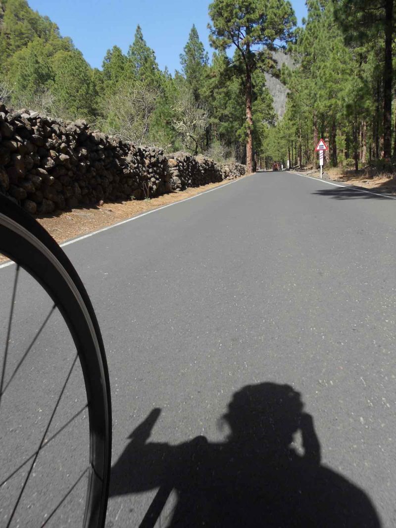 bikerumor pic of the day la palma, canary islands, spain, shadow of a cyclist riding up 10% grade pavement in the Caldera de Taburiente national park surrounded by pine trees.