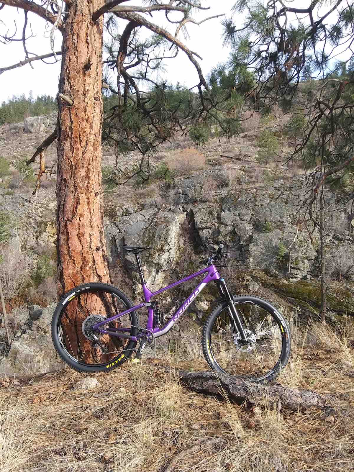 bikerumor pic of the day purple norco bicycle leaning against pine tree with scrub in the background in Penticton, BC, Canada.