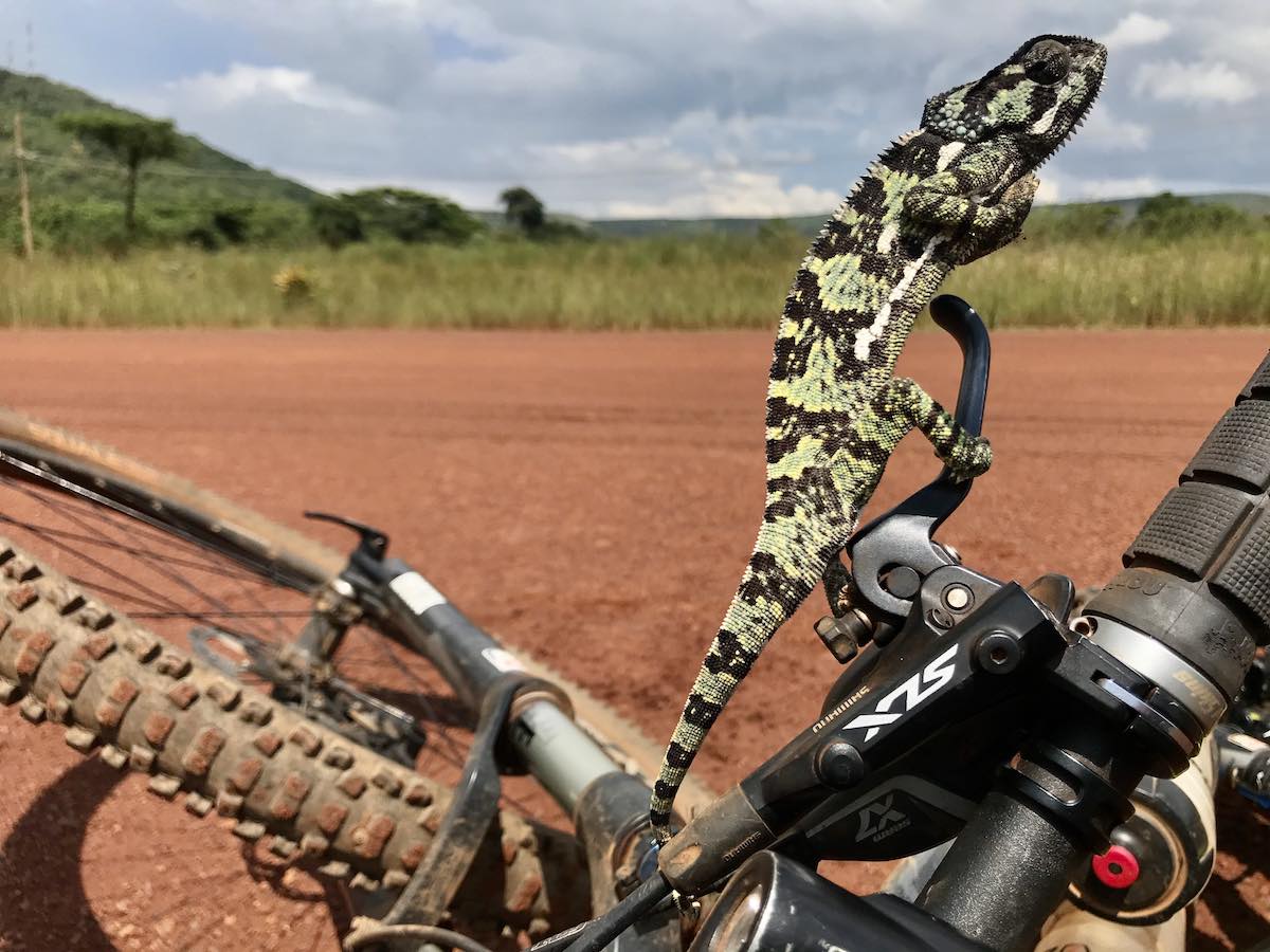 bikerumor pic of the day black and green spotted chameleon perched atop a mountain bike brake lever in tanzania, dirt road behind it.