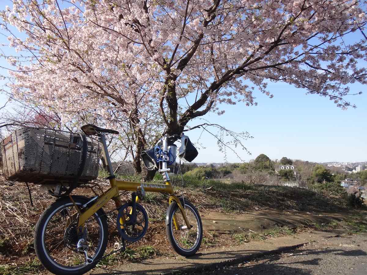 bikerumor pic of the day hello folding bicycle sitting under cherry tree with light pink blossoms in midoriyam, north of yokohama city in Japan.