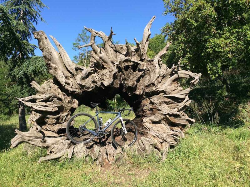 bikerumor pic of the day rondo ruut bicycle sitting inside a massive chestnut root cluster in an open grassy clearing in the forest in france.