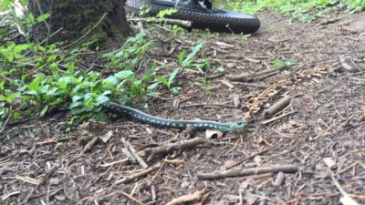 Bikerumor Pic Of The Day: Scappoose, Oregon