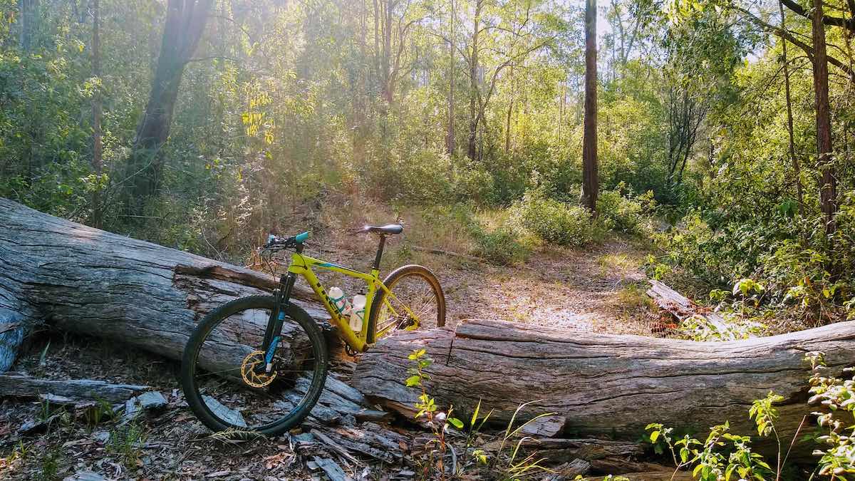 bikerumor pic of the day mountain bike perched between a broken tree stump that has fallen over a trail in the glass house mountains in queensland australia.