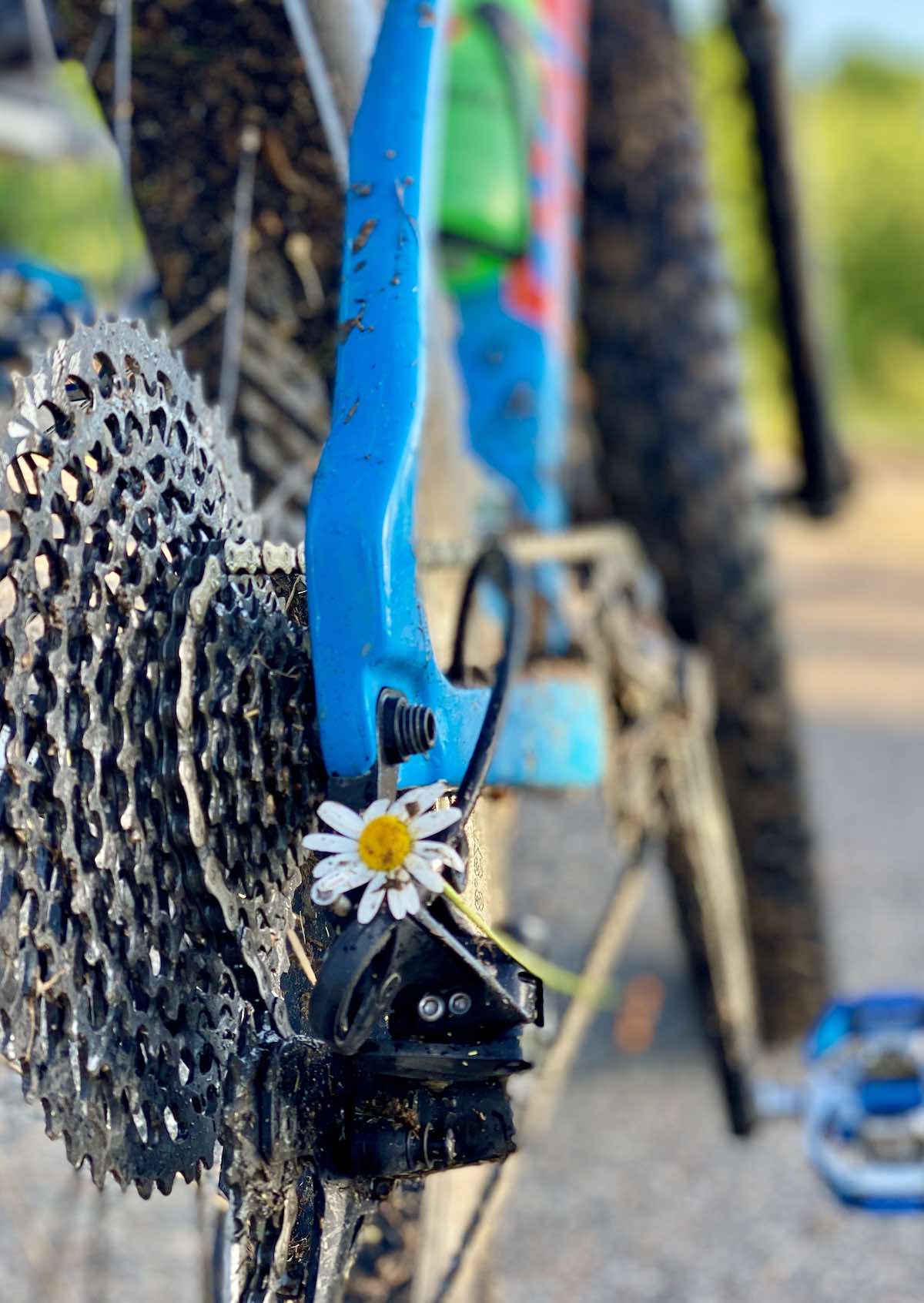 bikerumor pic of the day close up shot of a daisy stuck in the rear shifter of a blue mountain bike.