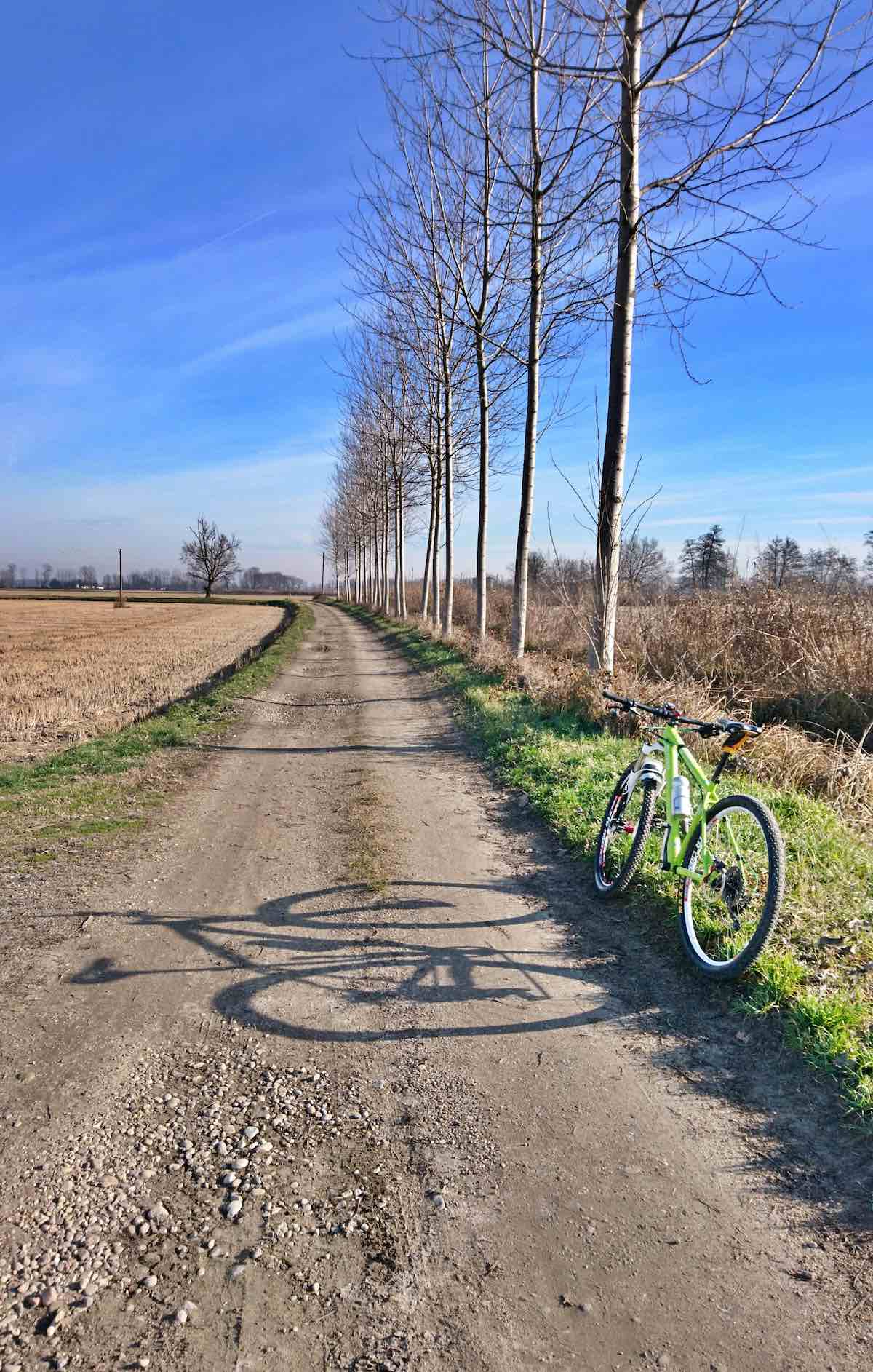 bikerumor pic of the day bicycle on the side of a flat gravel road with field on the left and straight row of tall trees on the right.