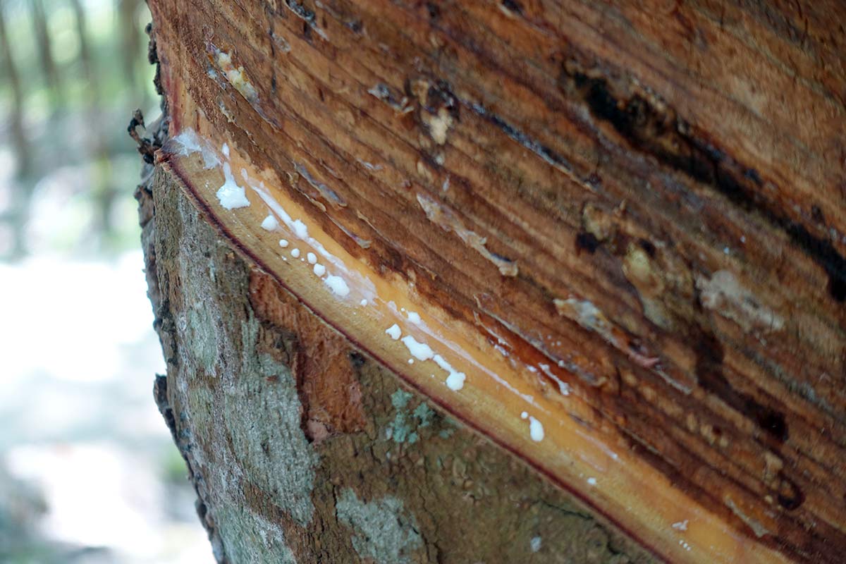 how to cut a rubber tree bark to harvest the latex sap