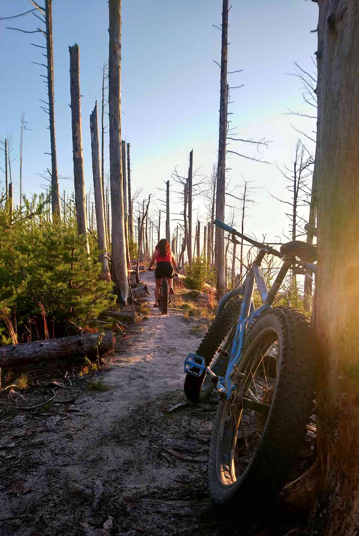 bikerumor pic of the day a fat bike rider on a sandy trail is centered in the photo with burnt tree trunks surrounding and scrub brush below the sun is low and golden and there is a fat bike leaning against a tree trunk in the front of the photo.