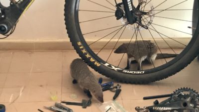 Bikerumor Pic Of The Day: Mongoose Visit, Tanzania