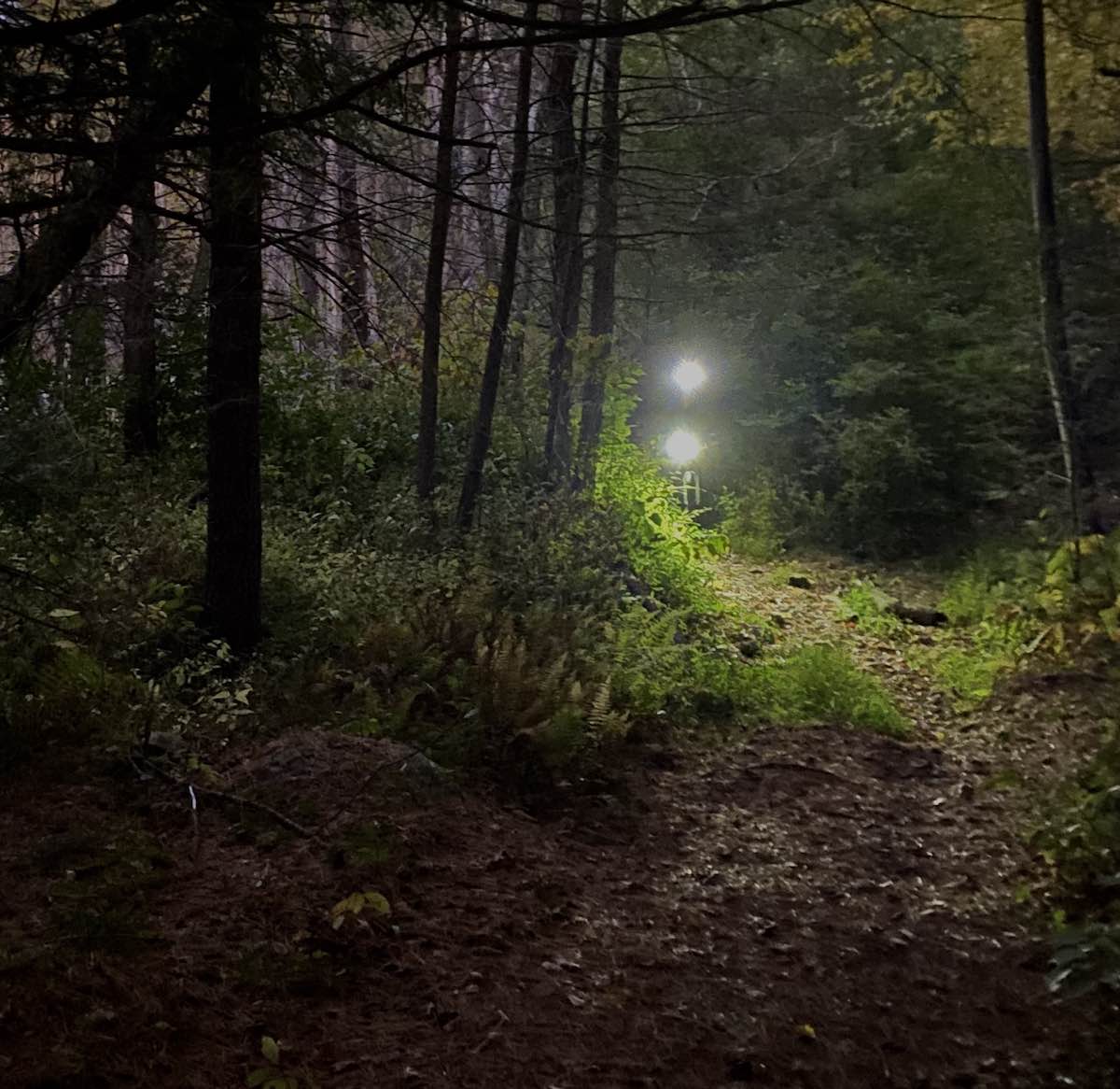 bikerumor pic of the day Boxford State Forest, Massachusetts, U.S.A. two bright spots are seen in the middle of the photo that light up a grass lined mountain bike trail with pine trees and the outline of dark tree trunks on either side.