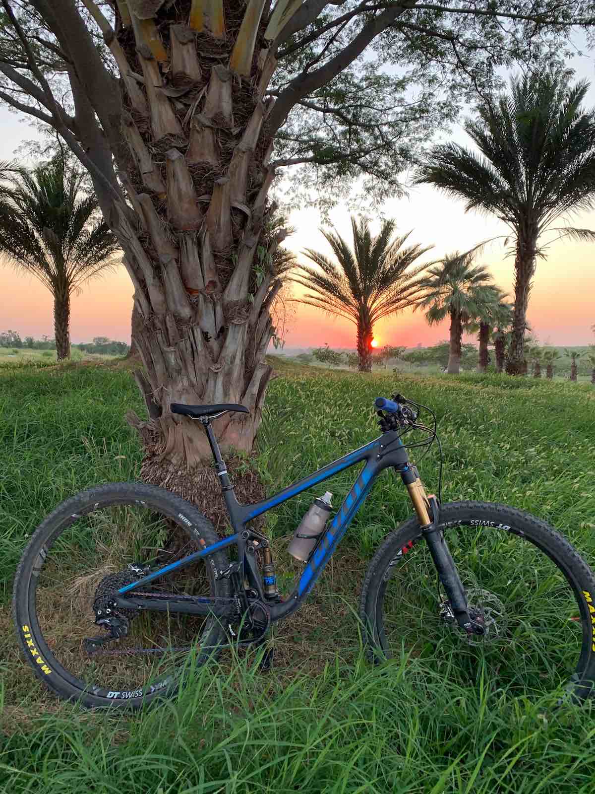 bikerumor pic of the day pivot bicycle leaning against a palm tree with green grass surrounding and orange sunset in the distance in Culiacan, Mexico