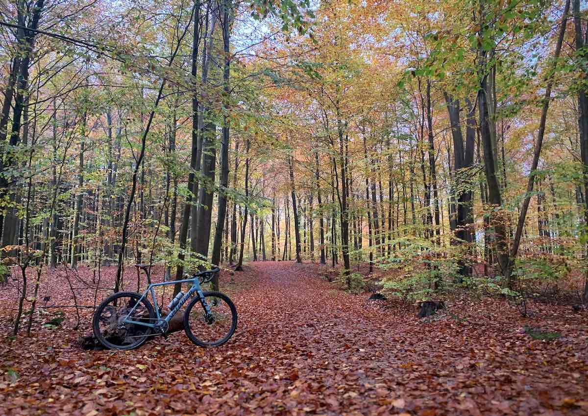 bikerumor pic of the day specialized bicycle in the forest path covered in leaves with tall almost bare trees surrounding in jaegersborg dryehave denmark.