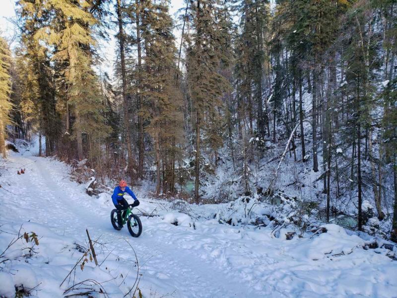 bikerumor pic of the day a cyclist is seen riding a fat tire bicycle on a packed snow trail in the shadow of tall pine trees