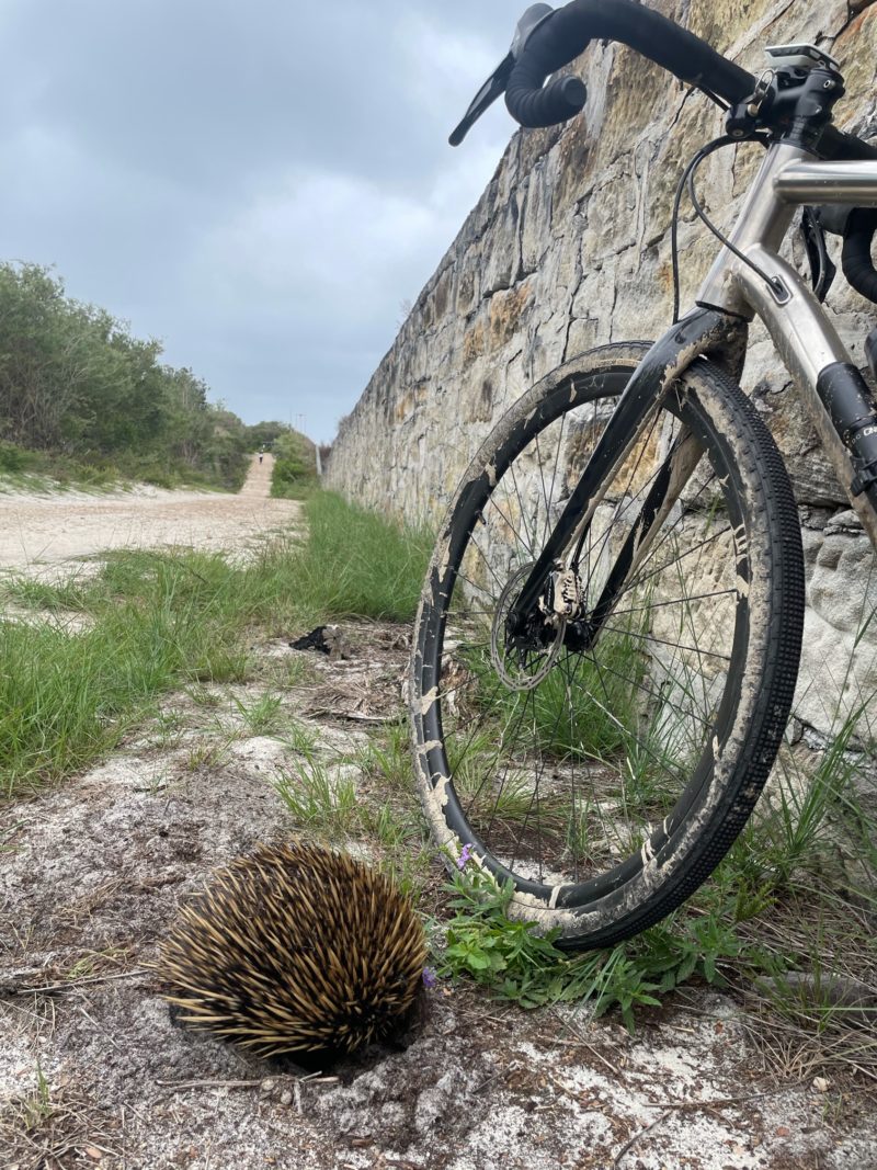 bikerumor pic of the day manly sydney austral bicycle leaning against a stone wall with dirt path alongside it, small echidna is rooting in the sand next to the bicycle.