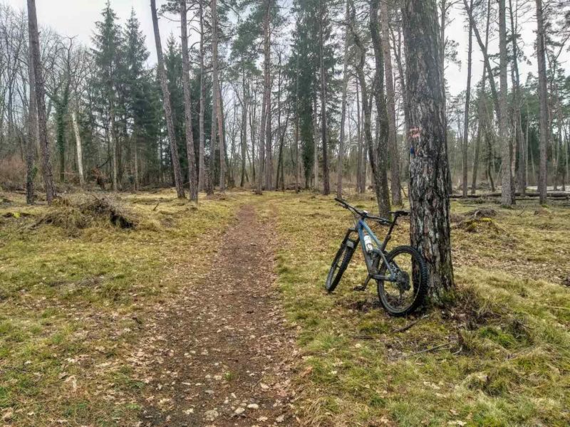 bikerumor pic of the day Biel/Bienne, Switzerland, a mountain bike leans against a tree near a dirt path amid a grassy forest in winter.